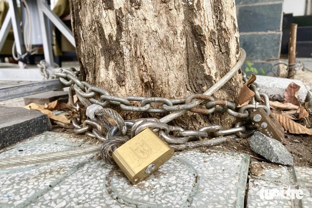 A signboard is tied around a tree with a chain. Photo: Tien Quoc / Tuoi Tre