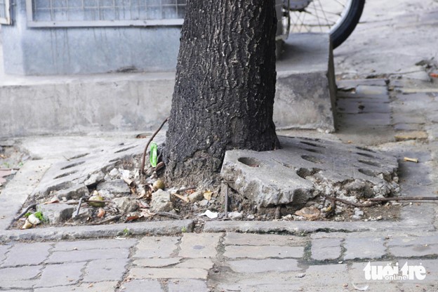 The concrete hinders the trees’ growth. Photo: Tien Quoc / Tuoi Tre