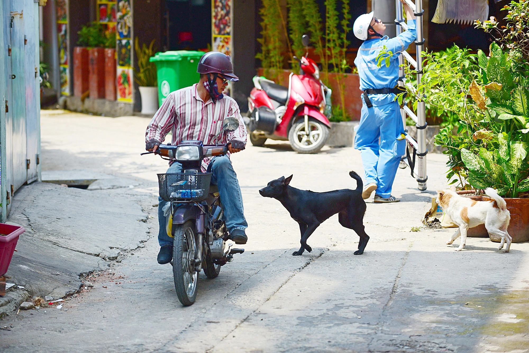 7-year-old dies from rabies one month after pet dog bite in northern Vietnam
