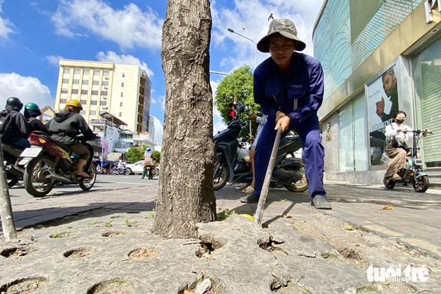 Ho Chi Minh City removes concrete over tree roots