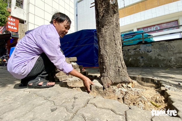 A paving brick is closely adhered to a tree foot. Photo: Tien Quoc / Tuoi Tre