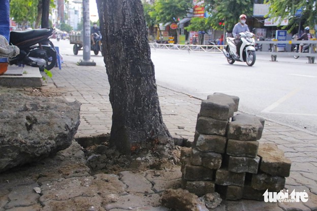 Workers removed paving bricks and built tree beds along Nguyen Thai Son Street in Go Vap District, Ho Chi Minh City. Photo: Tien Quoc / Tuoi Tre