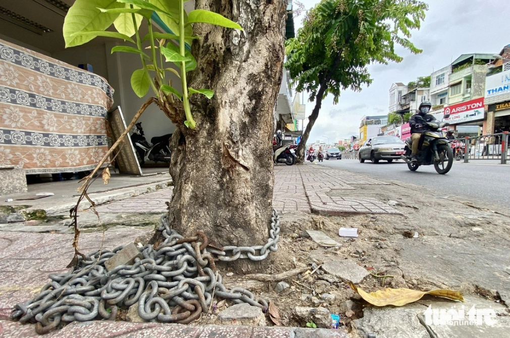 Plenty of trees at risk from concrete, nails, chains in Ho Chi Minh City
