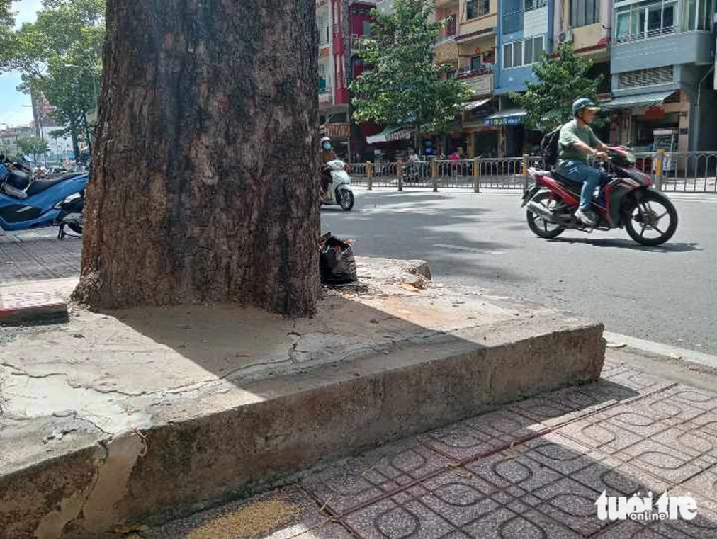 A tree on Ba Thang Hai Street in District 11, Ho Chi Minh City has its roots covered with concrete. Photo: Dinh Duong / Tuoi Tre