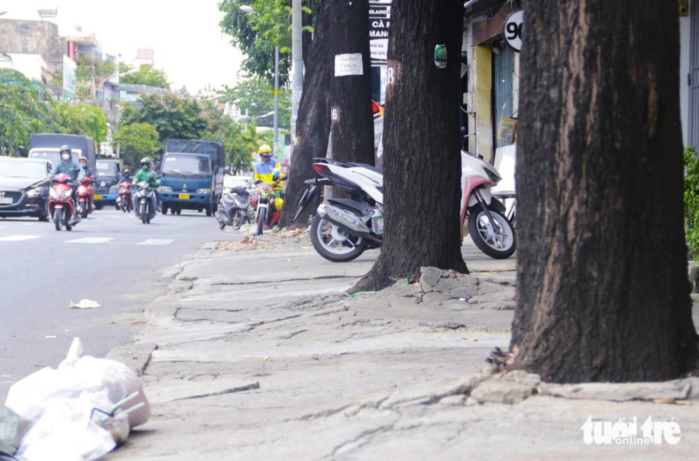 Many trees on Nguyen Kiem Street in Ho Chi Minh City find it hard to grow as their roots are covered with cement. Photo: Tien Quoc / Tuoi Tre