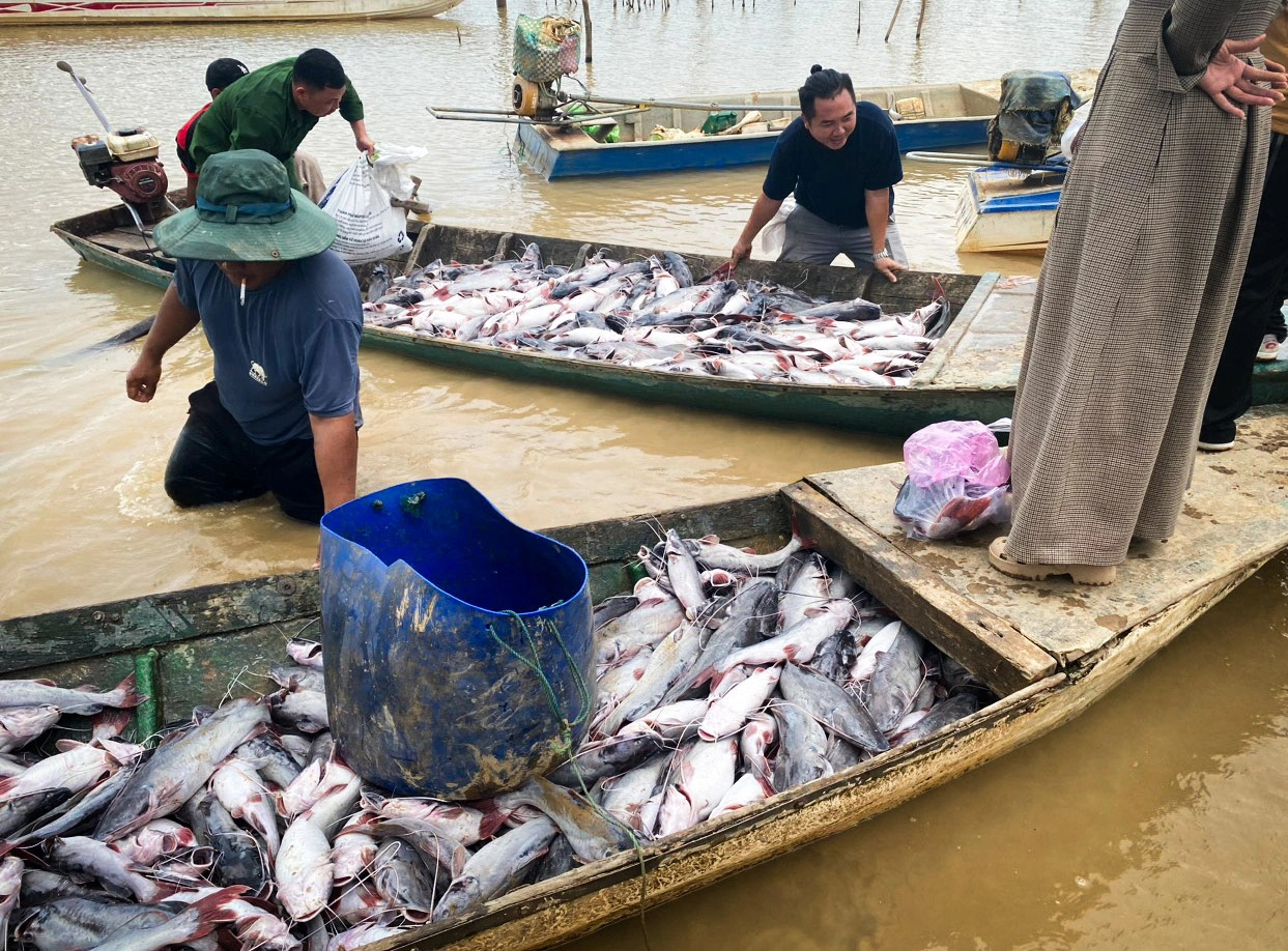 25 tonnes of farm-raised fish die en masse in Vietnam’s Central Highlands region