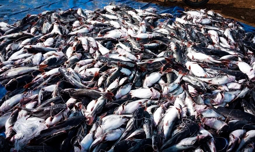 The bagrid catfish, weighing between 1.3 and 1.8 kilograms each, die en masse while the harvest time will come in the next two months. Photo: N.L