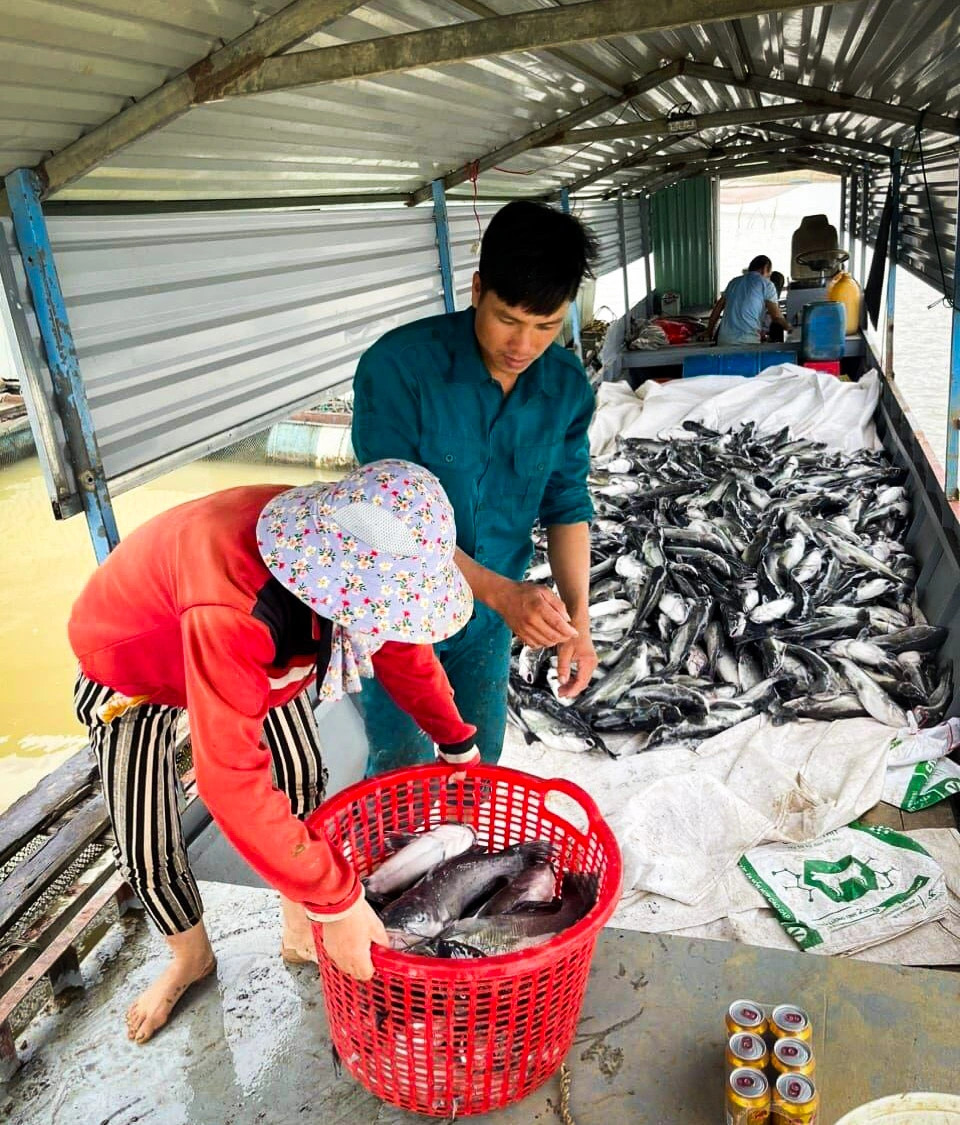 Fish farmers hit by a mass die-off of bagrid catfish in the Ialy hydroelectric reservoir, located in Vietnam’s Central Highlands province of Kon Tum, tried to sell as many dead fish as they could to reduce losses, but they failed to sell off all of the 25 metric tons of affected fish. Photo: N.L