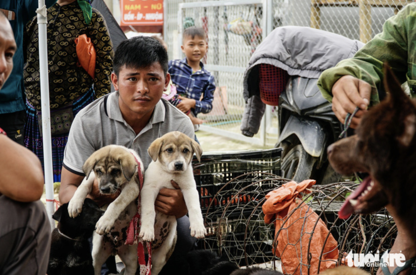 Each dog is priced from hundreds of Vietnamese dong to tens of millions of dong via live streams at Bac Ha Market in Lao Cai Province.