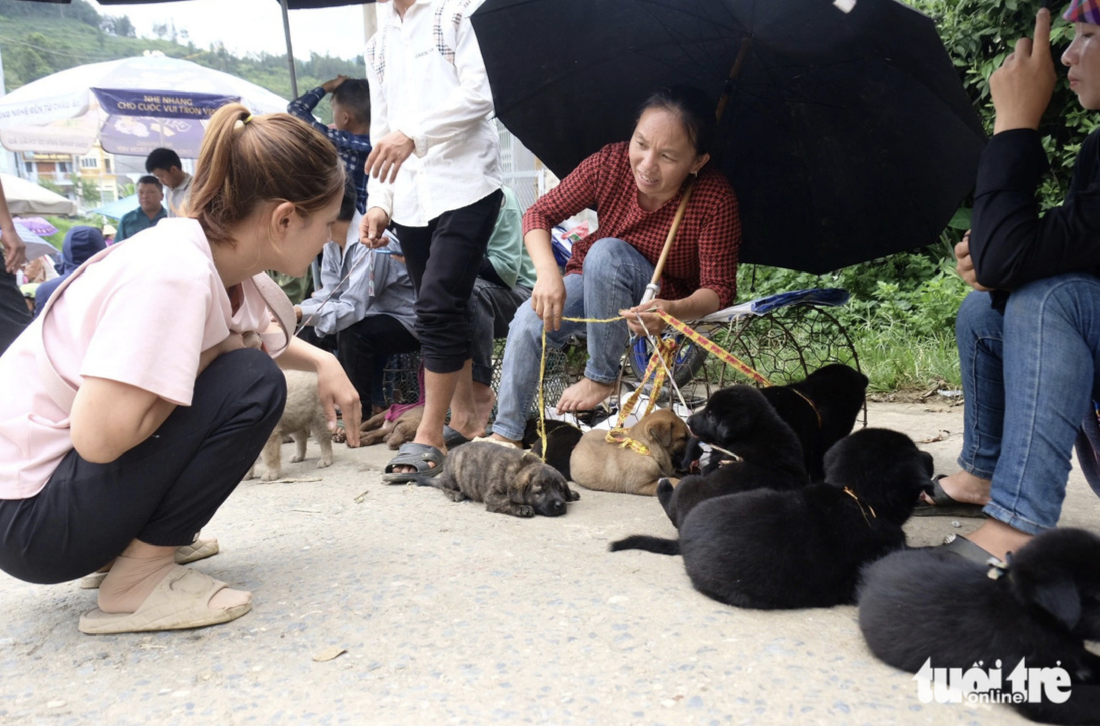 Adorable dogs are put on sale at Bac Ha Market in Lao Cai Province.