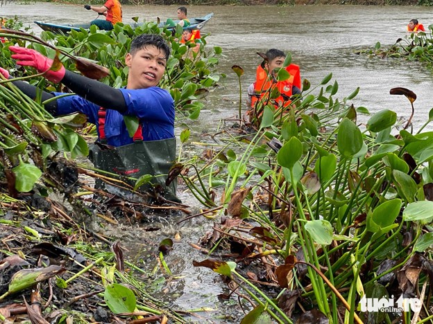 Nearly 400 young volunteers collect water hyacinth in the Bau Tre Lake in Da Nang City, central Vietnam. Photo: Doan Nhan / Tuoi Tre