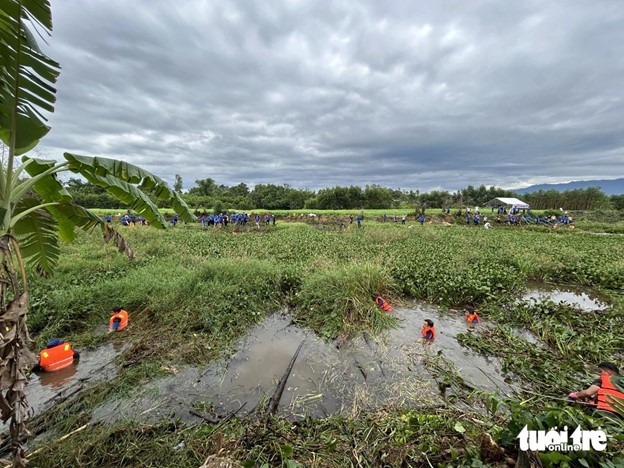 The water hyacinth collection is hard due to the large volume of the plant. Photo: Doan Nhan / Tuoi Tre