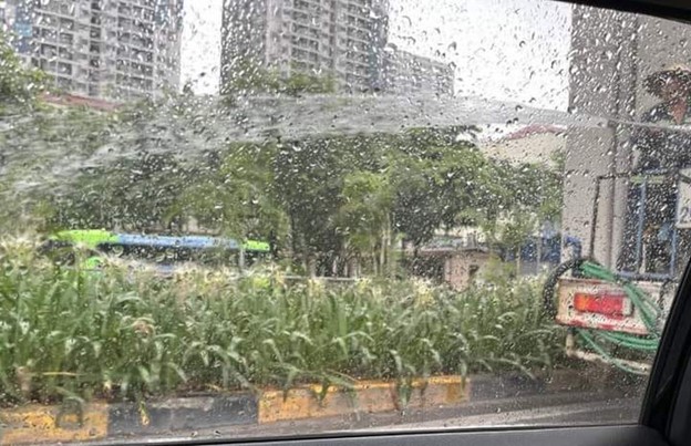 Hanoi verifies report of worker watering trees amid heavy rain