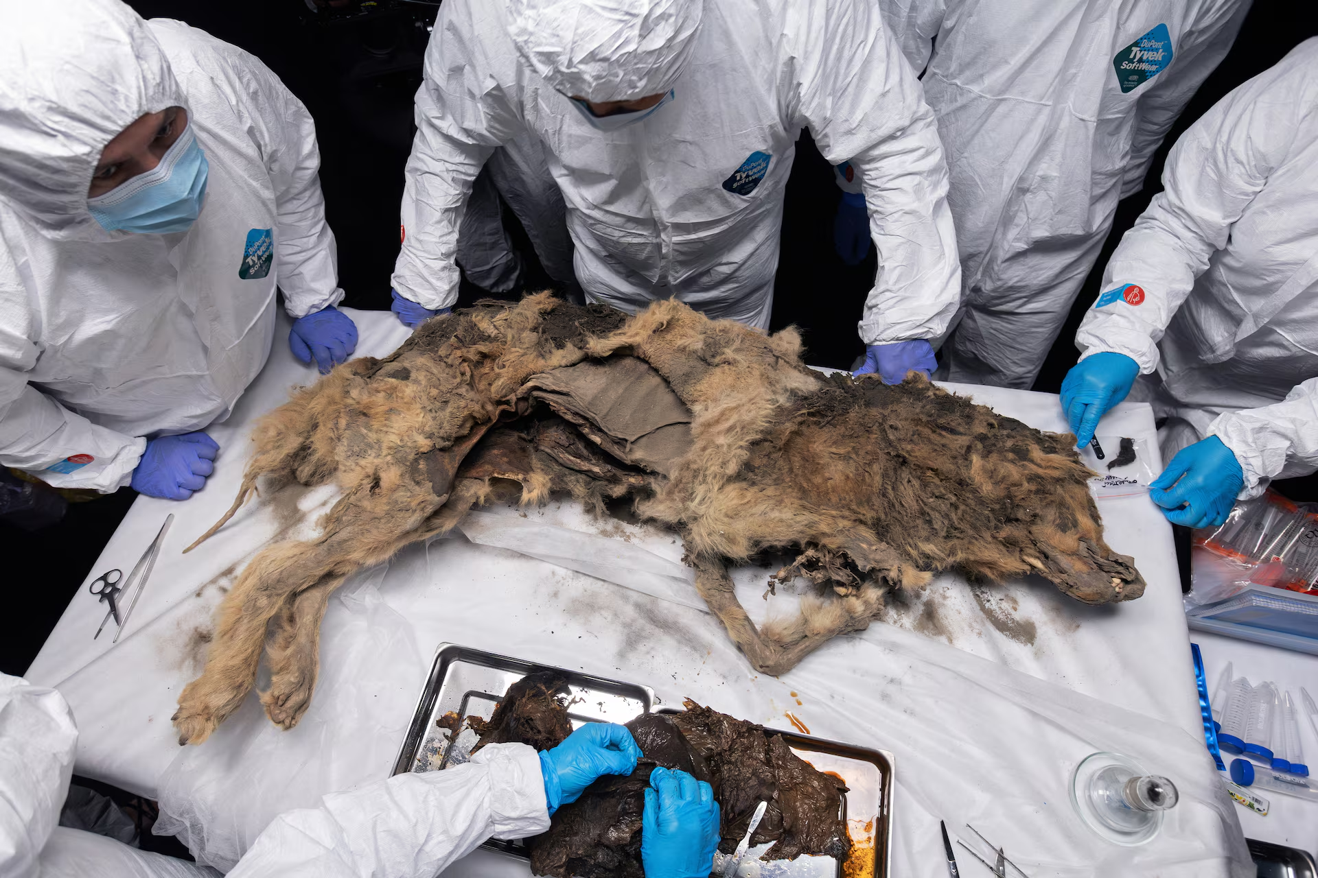 On June 18, 2024, in a laboratory at the Northeastern Federal University in Yakutsk, Russia, scientists performed the autopsy of an ancient wolf that had been frozen in permafrost for more than 44,000 years.  University/Handbook via Reuters