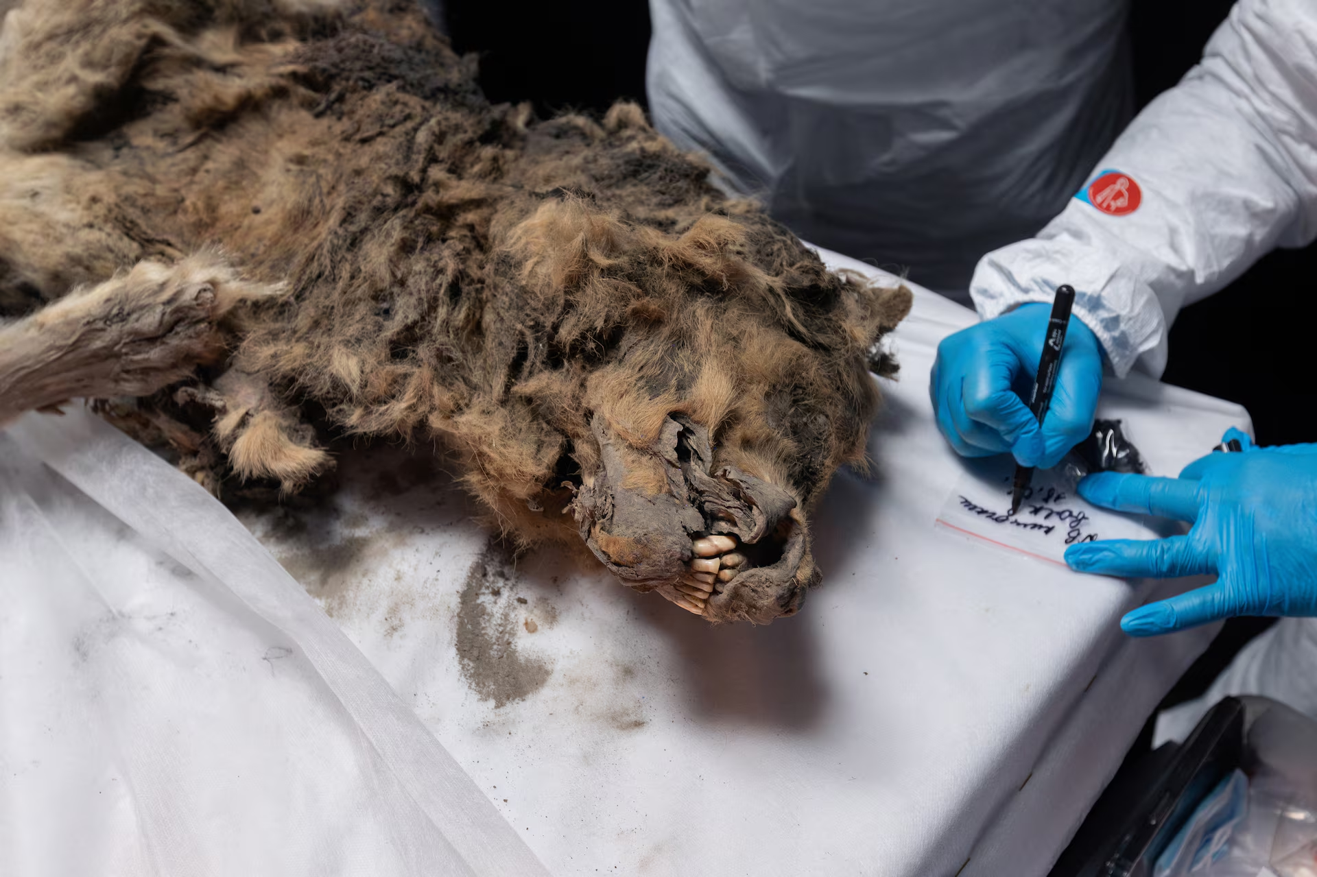 Russian scientists conduct autopsy on 44,000-year-old permafrost wolf carcass