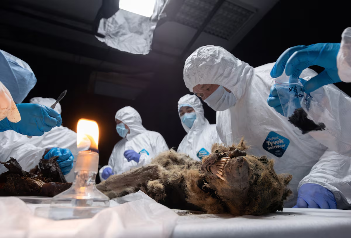 On June 18, 2024, in a laboratory at the Northeastern Federal University in Yakutsk, Russia, scientists performed the autopsy of an ancient wolf that had been frozen in permafrost for more than 44,000 years.  University/Handbook via Reuters