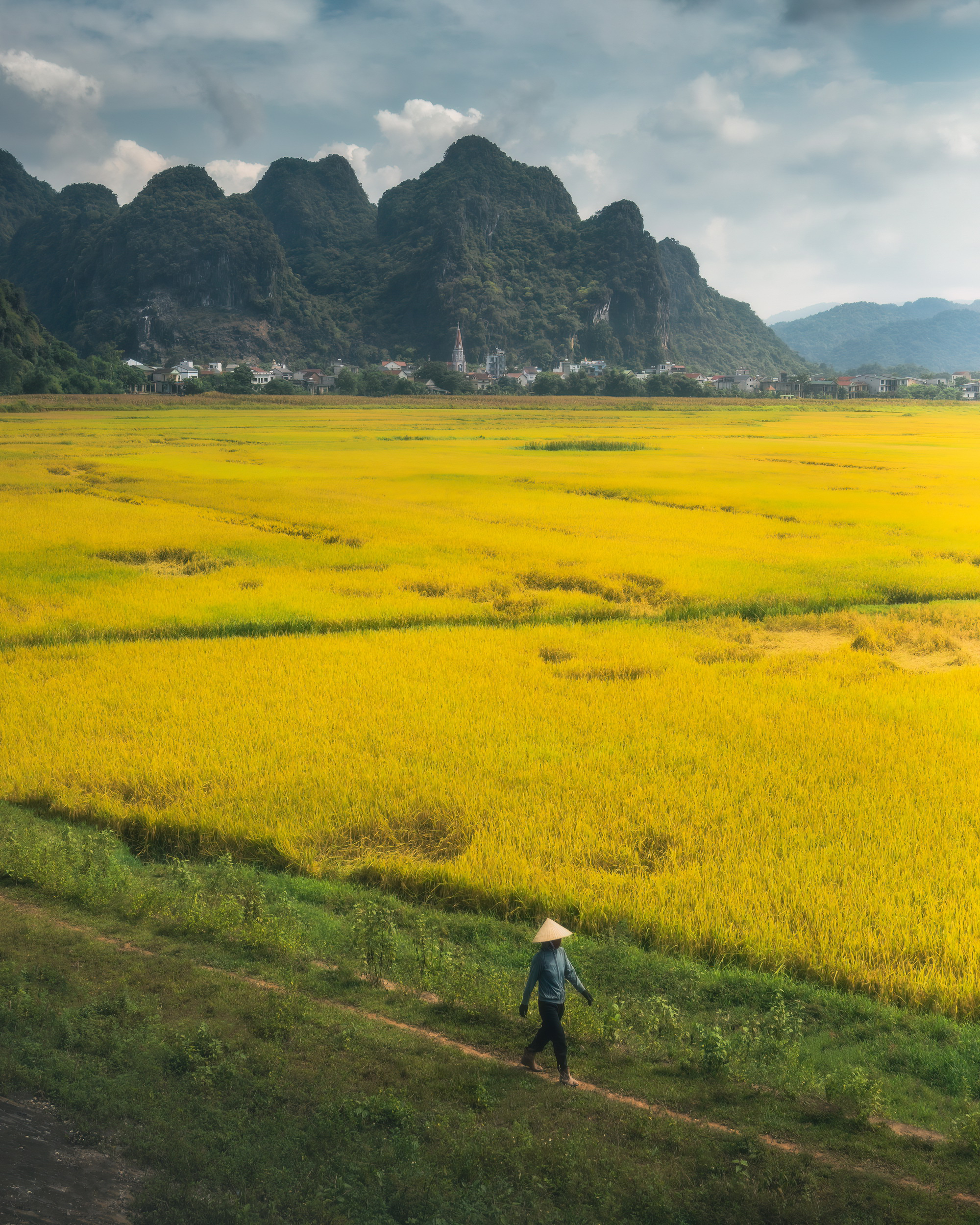 A farmer walks through ripe paddy fields in Ninh Binh Province in northern Vietnam.  Photo taken by Harry Bradley