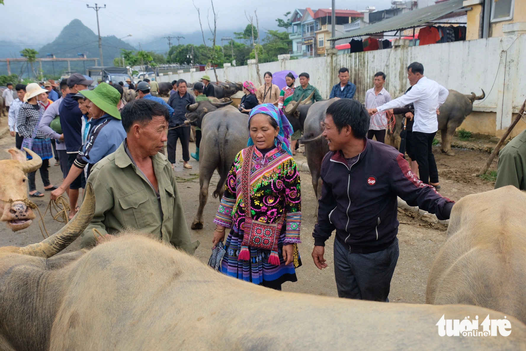 Giang Seo Mang’s family transports their buffaloes to the Bac Ha cattle market for sale in Bac Ha Town, Lao Cai Province, northern Vietnam. Photo: Nguyen Bao / Tuoi Tre