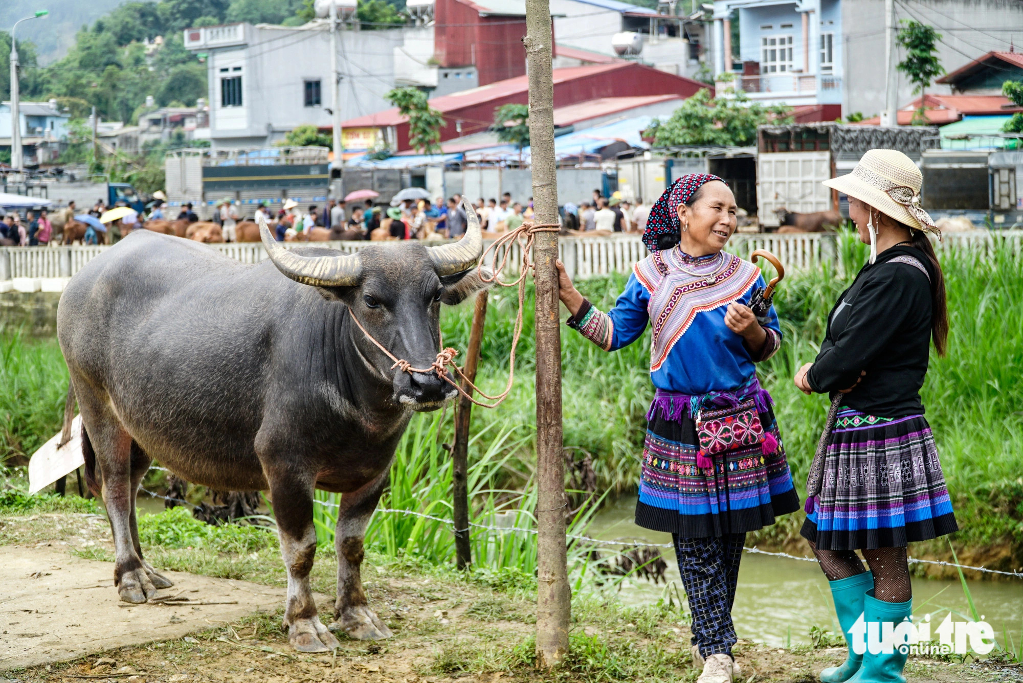 A buffalo is tethered to a pole while its owner chats with her friend at the Bac Ha cattle market in Bac Ha Town, Lao Cai Province, northern Vietnam. Photo: Nguyen Hien / Tuoi Tre