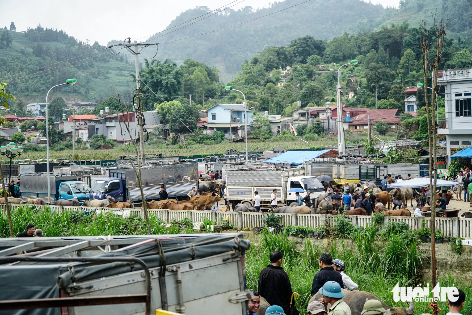 People transport their cattle to the Bac Ha cattle market for sale in Bac Ha Town, Lao Cai Province, northern Vietnam. Photo: Nguyen Hien / Tuoi Tre