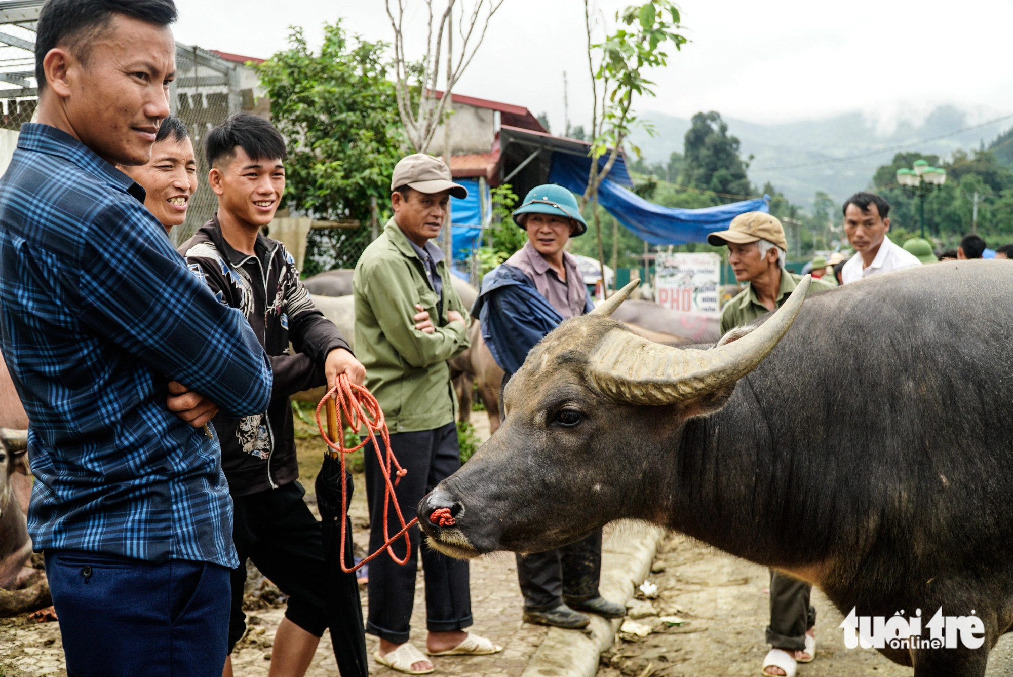 People transport their cattle to the Bac Ha cattle market for sale in Bac Ha Town, Lao Cai Province, northern Vietnam. Photo: Nguyen Hien / Tuoi Tre