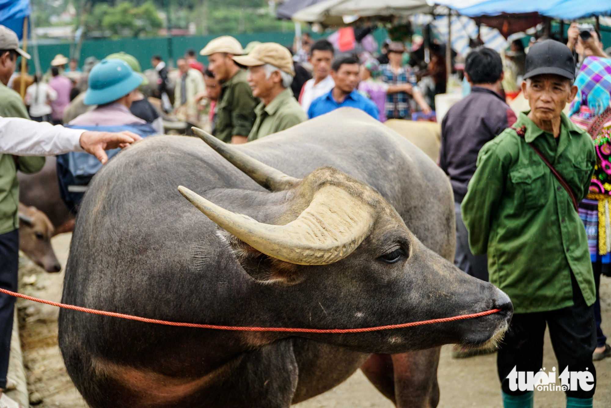 Explore the largest cattle market in Vietnam’s northwest