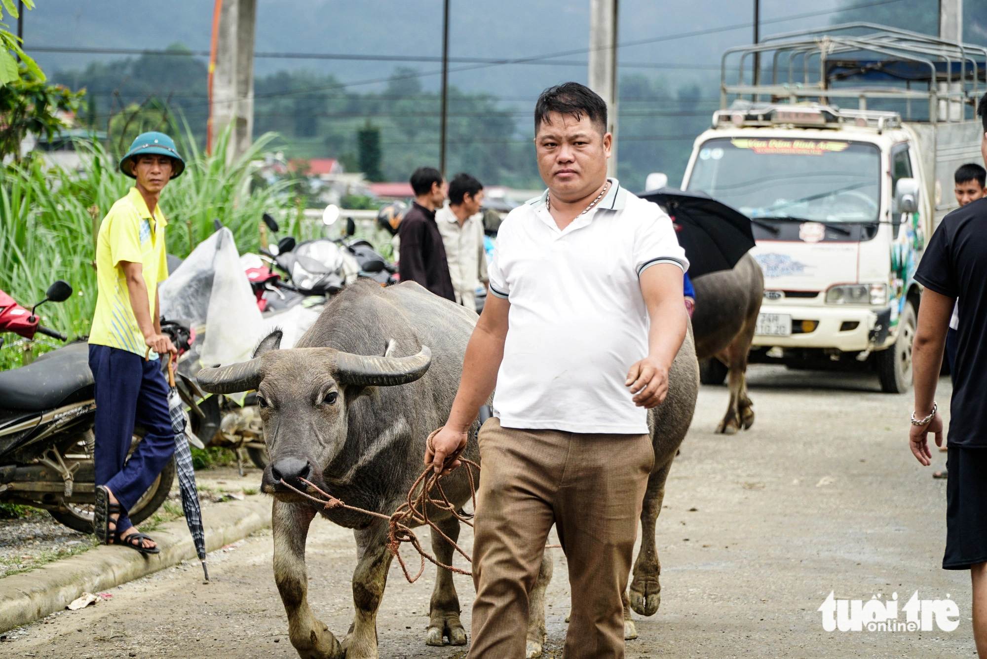 A man leads his buffalo on foot to the Bac Ha cattle market for sale in Bac Ha Town, Lao Cai Province, northern Vietnam. Photo: Nguyen Hien / Tuoi Tre