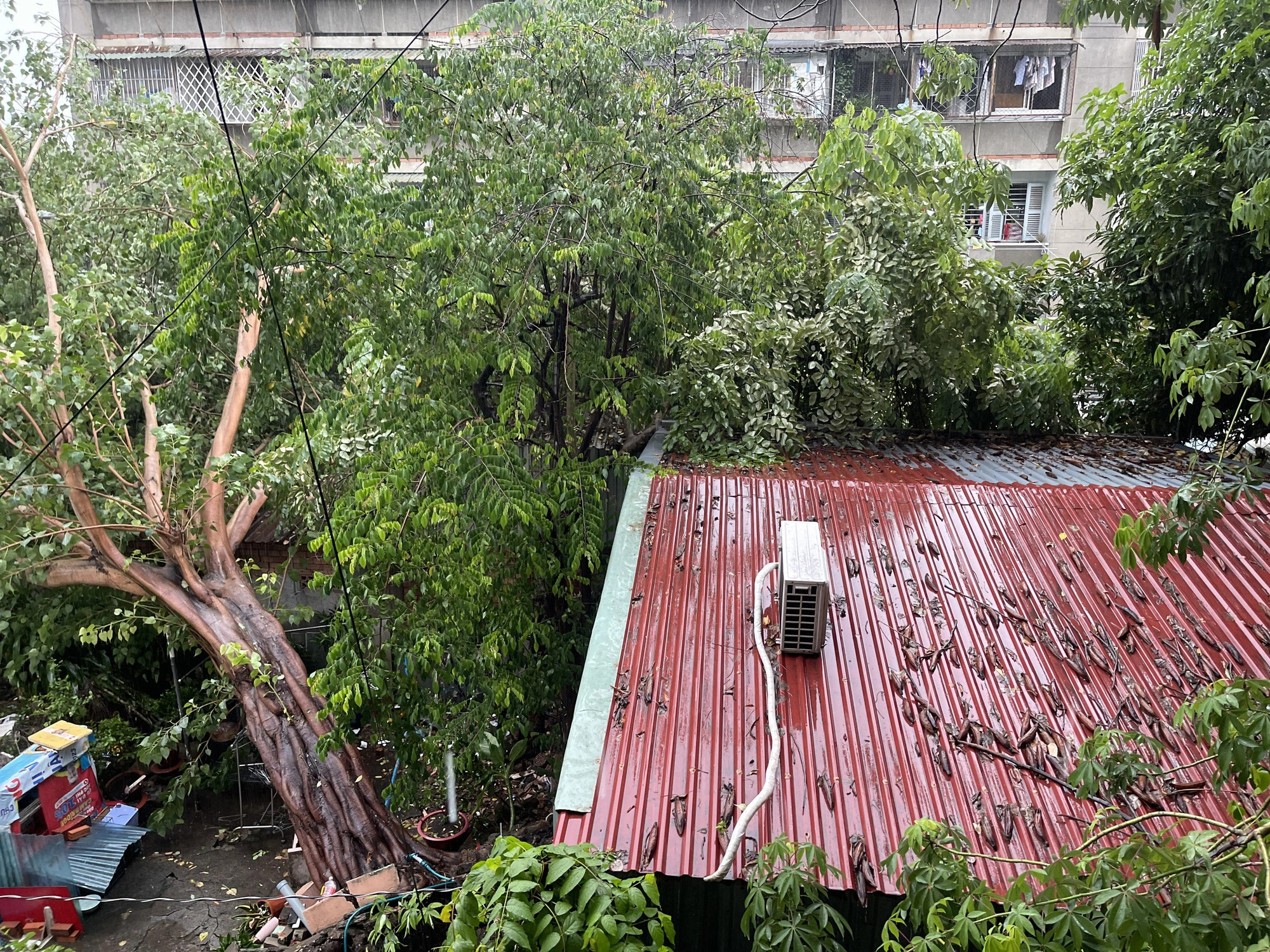 An uprooted tree falls onto a local house in Binh Thanh District, Ho Chi Minh City due to strong winds and heavy rainfall, July 3, 2024. Photo: Le Phan / Tuoi Tre