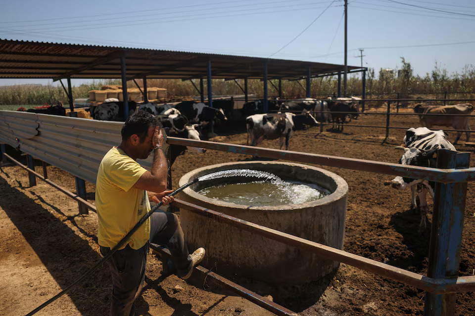 [4/10]A farmer waters his animals, on the island of Naxos, Greece, June 20, 2024. Photo: Reuters