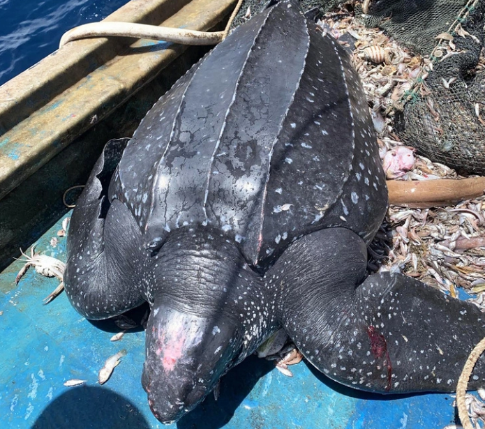 200kg leatherback sea turtle released back into wild after getting entangled in net in Vietnam