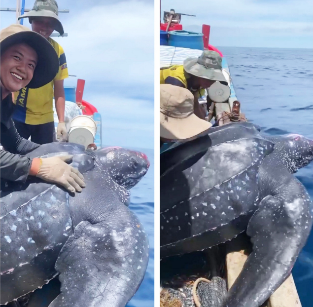 Fishermen reintroduce a leatherback sea turtle to the ocean. Photo: V.R. / Tuoi Tre