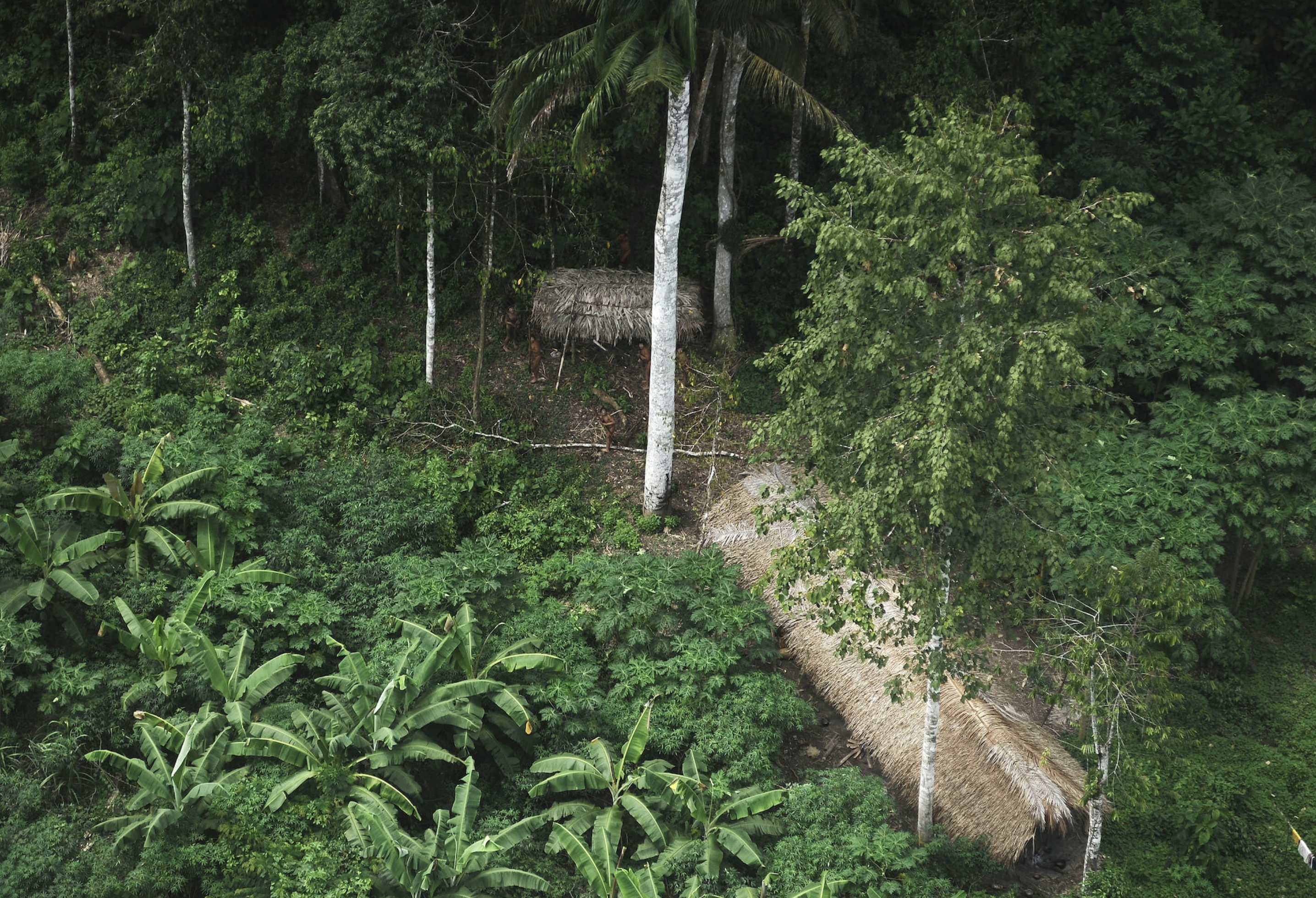 Indians who are considered uncontacted by anthropologists react to a plane flying over their community in the Amazon basin near the Xinane river in Brazil's Acre State, near the border with Peru, March 25, 2014. Photo: Reuters