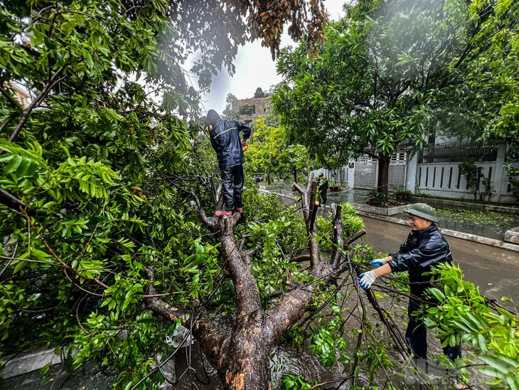 Workers handle a tree fallen by the tropical depression that hit Ha Long City, Quang Ninh Province, northern Vietnam on July 23, 2024. Photo: Nam Tran / Tuoi Tre