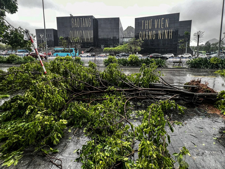 Many trees fall on a street in Ha Long City, Quang Ninh Province, northern Vietnam due to the tropical depression that landed there on July 23, 2024. Photo: Nam Tran / Tuoi Tre