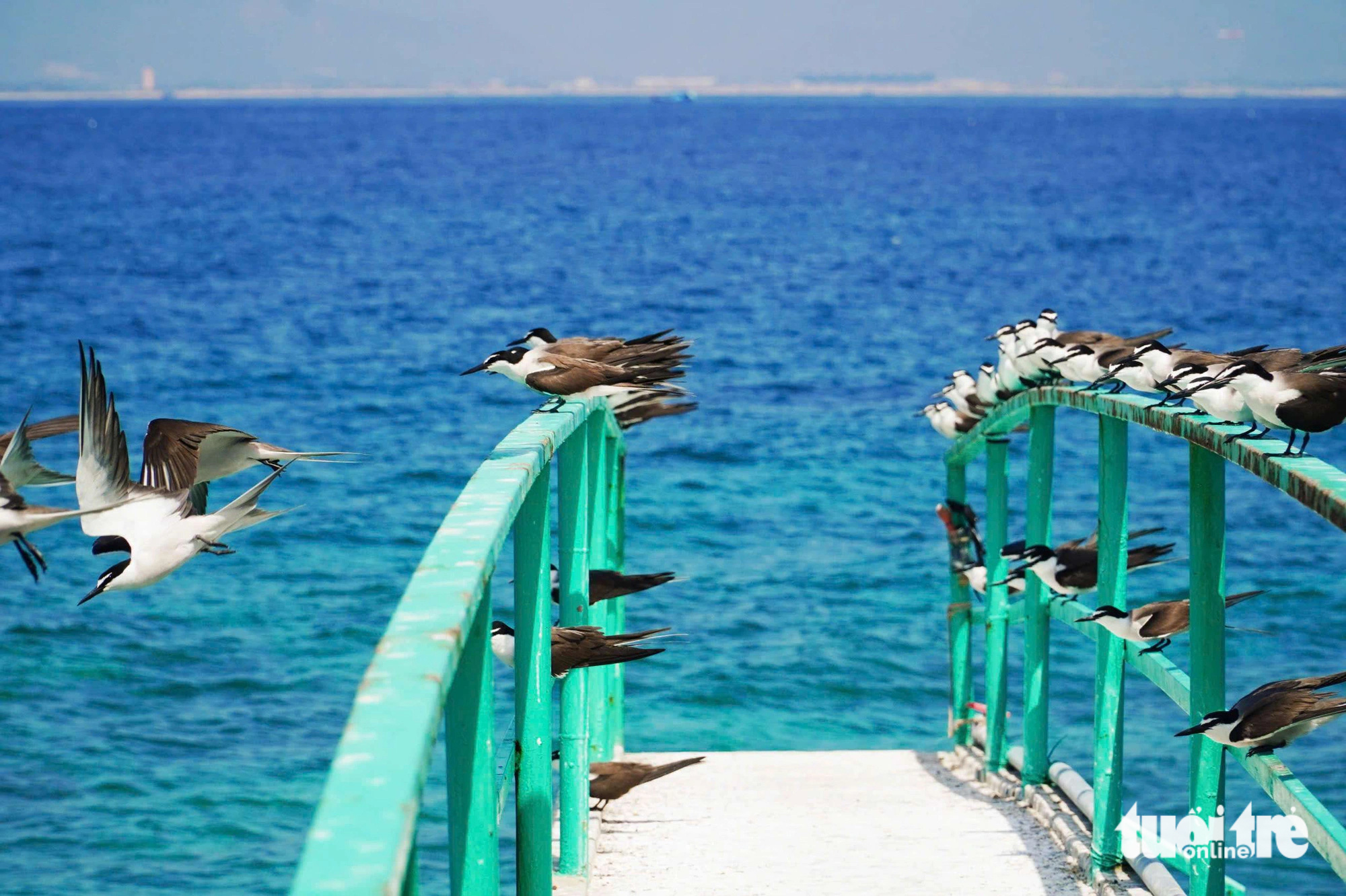 Seagulls frequent Yen Island in Nha Trang Bay, Khanh Hoa Province, south-central Vietnam. Photo: Tran Hoai / Tuoi Tre