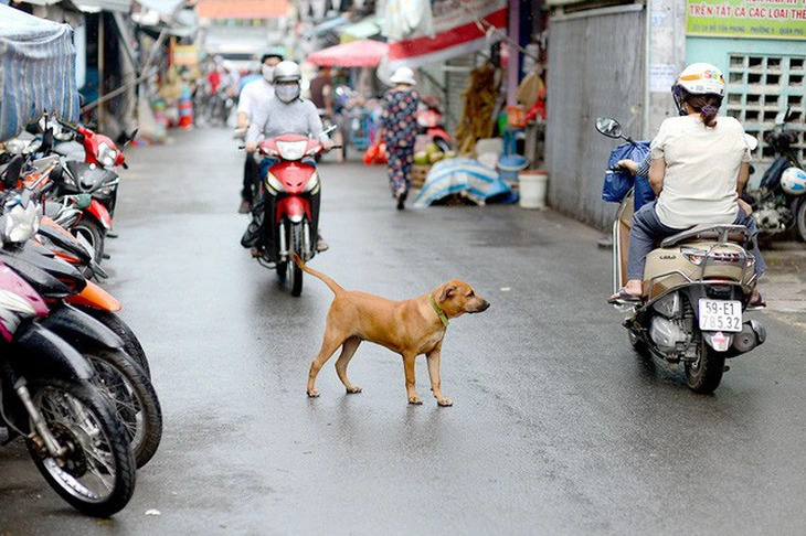 56 people die of rabies in Vietnam in January-July