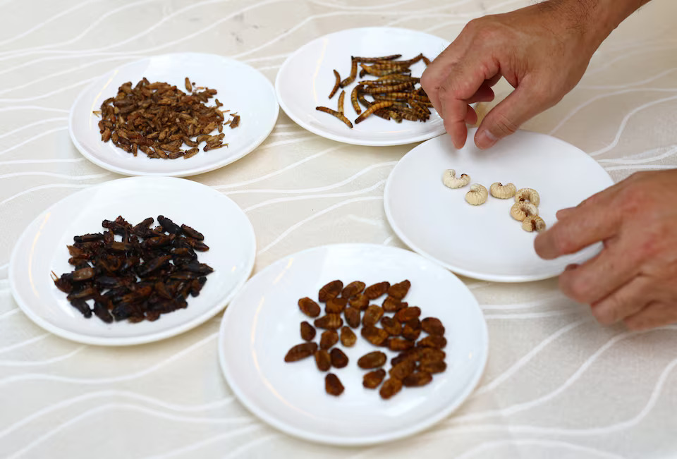 Restaurant owner Francis Ng displays different types of worm and cricket ingredients that he will use for insect-based dishes at the House of Seafood restaurant in Singapore July 16, 2024. Photo: Reuters