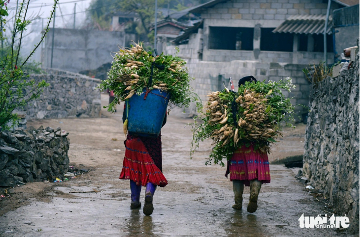 The simple life of people in Lao Xa Village in Ha Giang Province helps heal the souls of tourists. Photo: Nam Tran / Tuoi Tre