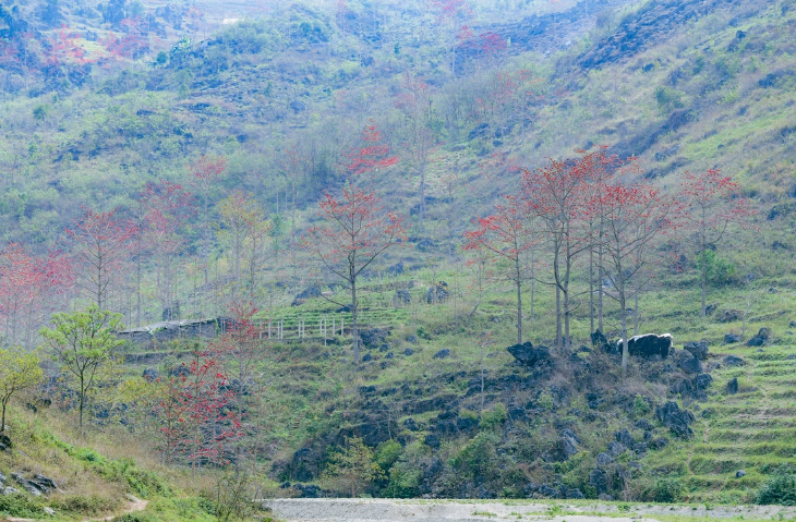 Cotton tree flowers bloom in the mountains in Ha Giang. Photo: Nam Tran / Tuoi Tre