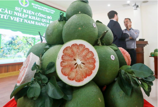 Vietnam’s fresh pomelo allowed for import into S.Korea