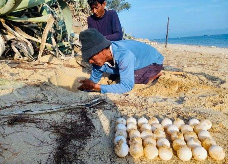 Sea turtles nest in south-central Vietnam marine protected area for 1st time in 2 years