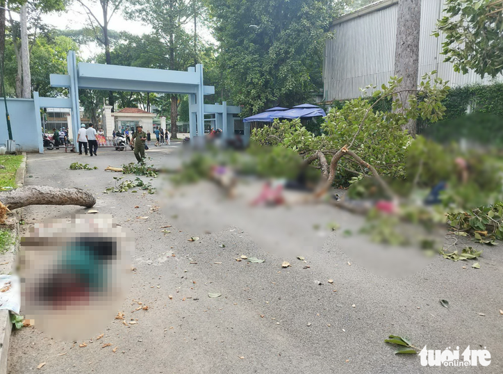 Falling tree branch kills 2, injures 3 in Ho Chi Minh City park