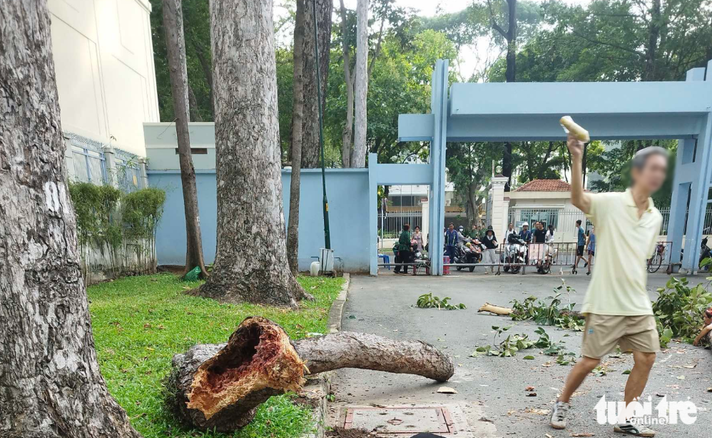 The fallen tree branch is hollow inside. Photo: Tuoi Tre contributor