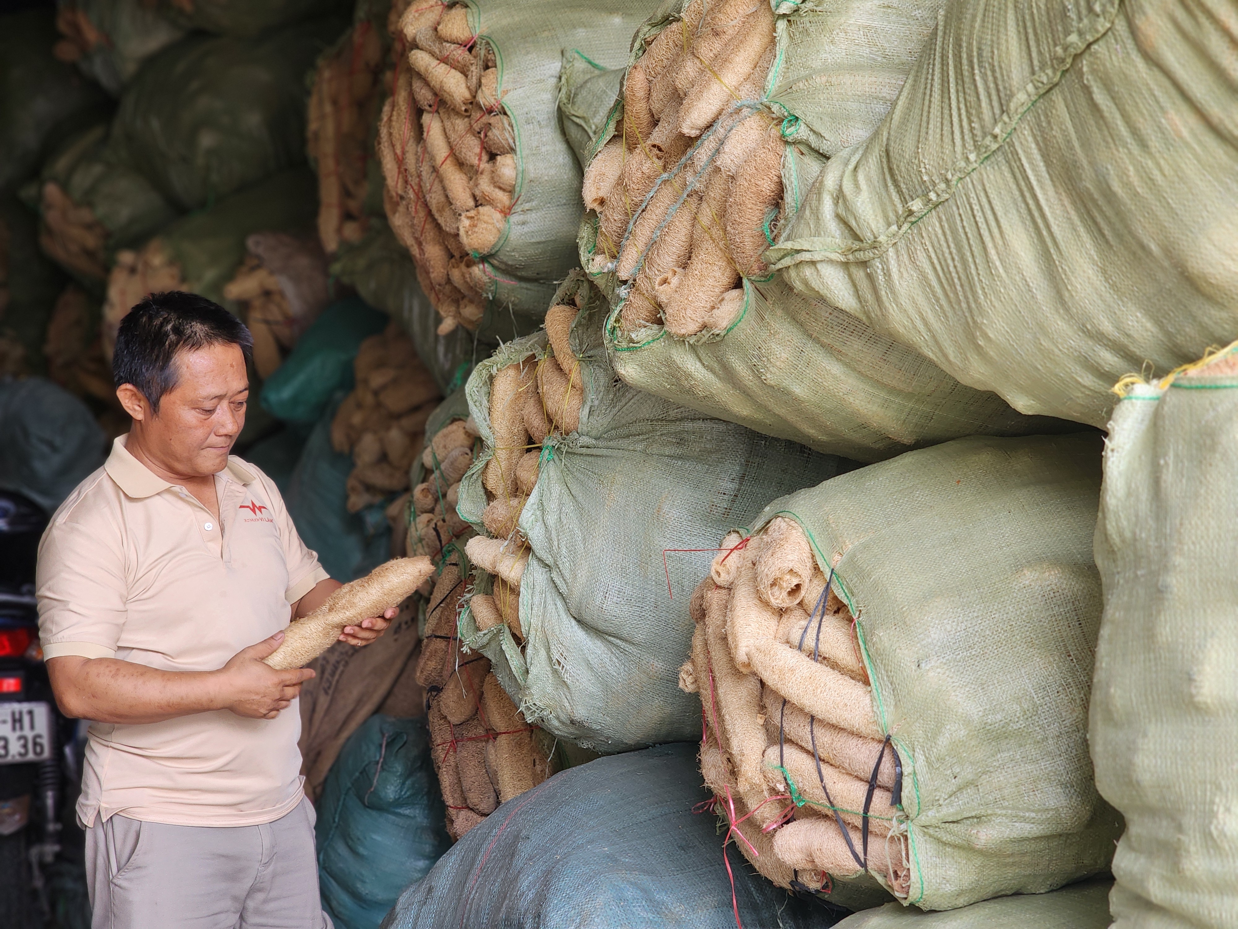 Mac Van Nhan checks loofah sourced from Vietnamese farmers at his workshop in District 12, Ho Chi Minh City. Photo: Ngoc Phuong / Tuoi Tre News