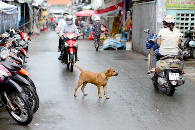 Hanoi district kills stray dogs in response to rabies outbreak