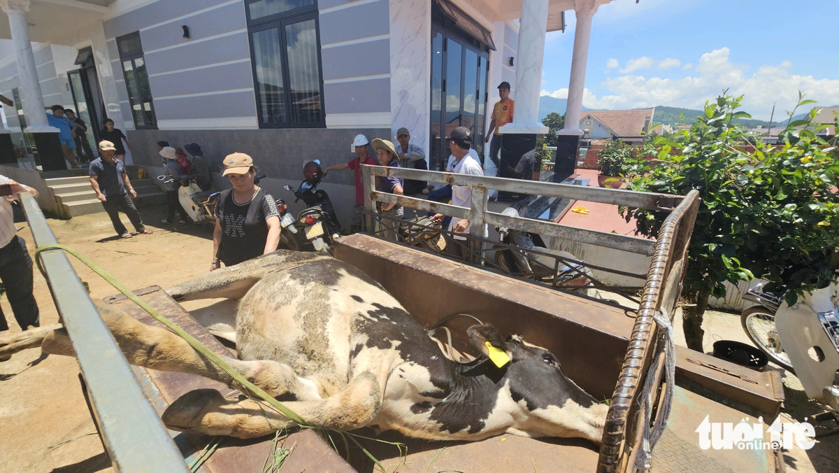 Vaccination against lumpy skin disease involved in death of dairy cows: Vietnam official