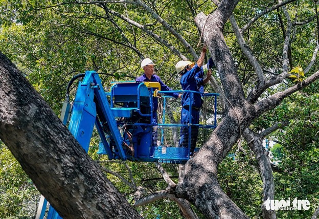 Ho Chi Minh City inspects, trims trees after fatal park incident