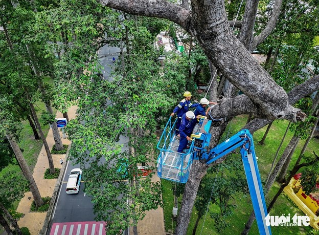 Employees of Ho Chi Minh City Greenery Parks Co. Ltd. use cables to anchor large branches to tree trunks at Tao Dan Park in Ho Chi Minh City. Photo: Chau Tuan / Tuoi Tre