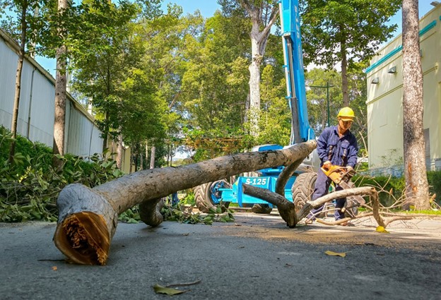 Ho Chi Minh City’s downtown area is now home to some 7,700 age-old trees. Photo: Chau Tuan / Tuoi Tre