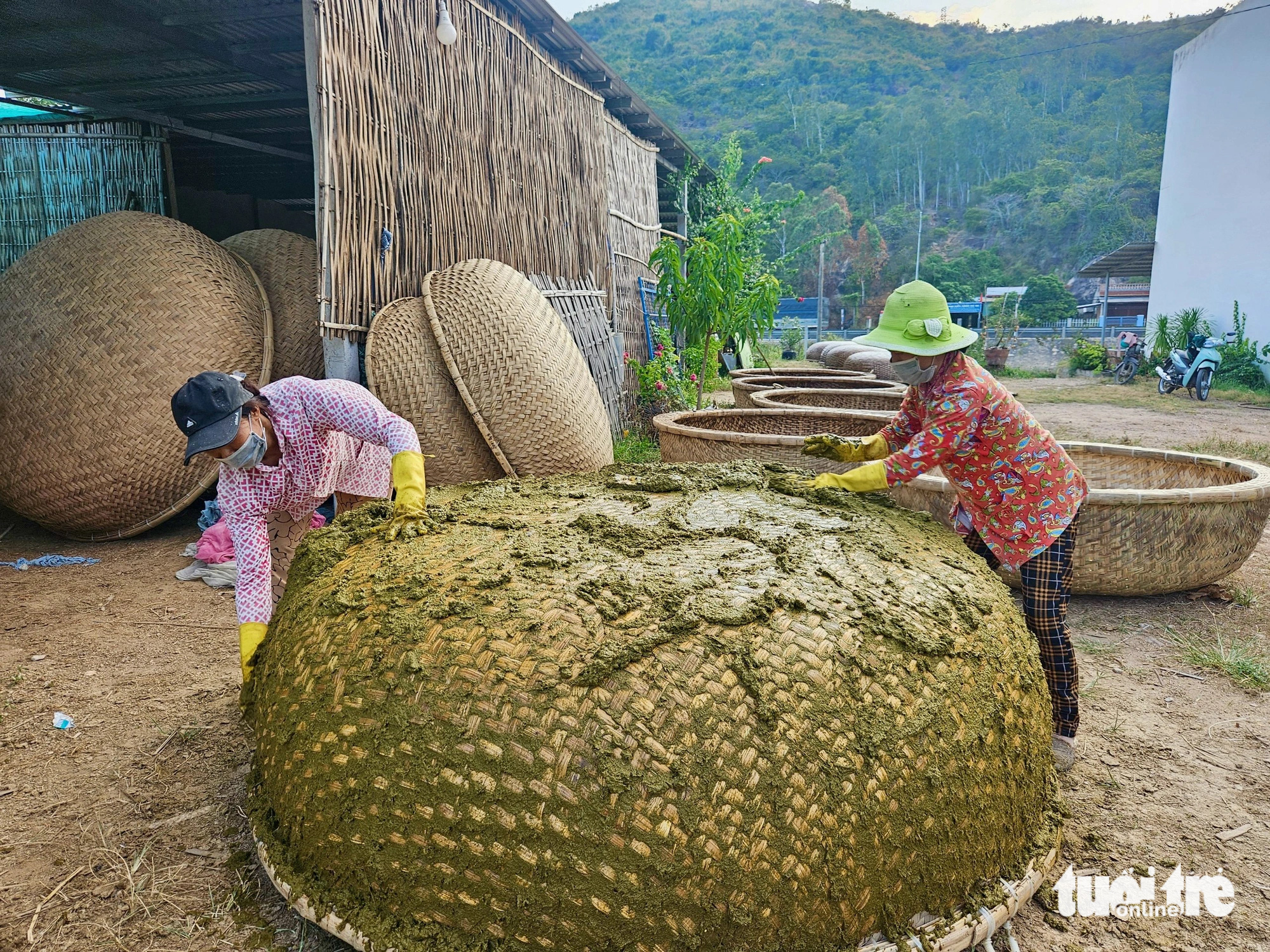 Fresh cow dung is applied over a basket boat’s surface at Phu My basket boat craft village in Tuy An District, Phu Yen Province, south-central Vietnam. Photo: Minh Chien / Tuoi Tre